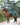 EQUIDRY women's long waterproof horse riding coat in black forest green/green modelled by rider hacking on horse