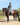 EQUIDRY women's long waterproof horse riding coat in charcoal/grey modelled by rider on horse