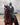 EQUIDRY Evolution Pro women's Warm Waterproof Horse Riding Coat Thick Fleece Lining Stowaway Hood in black forest green modelled by rider at a show on horseback