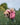 Shortie Children's | Thin Fleece | Dusky Pink