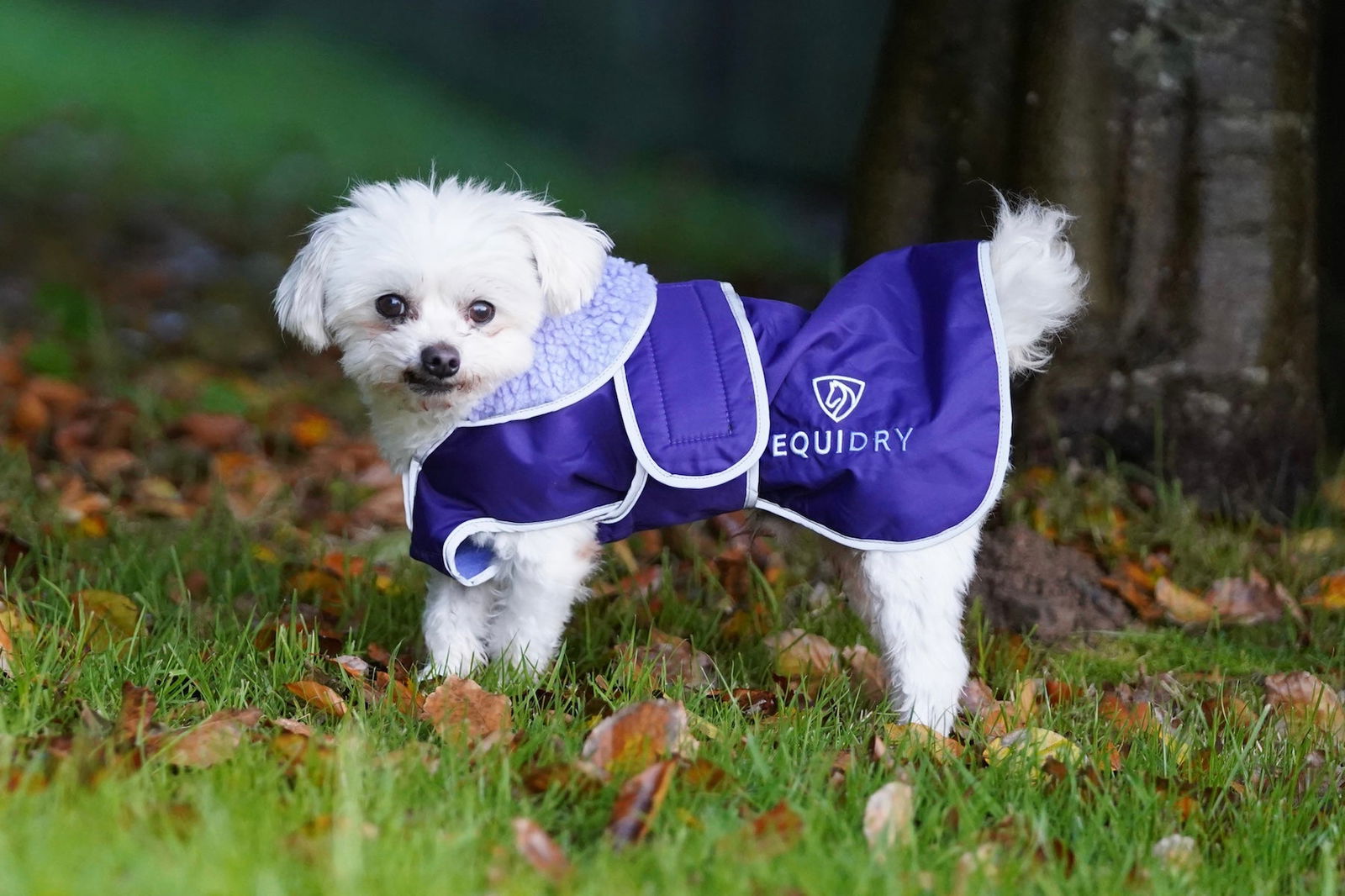 EQUIDRY | Dog Coat | Deep Purple/Purple - EQUIDRY